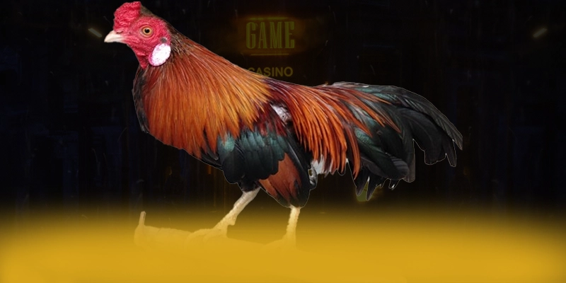 KUWIN – Cổng trò chơi uy tín số 1, khẳng định vị thế hàng đầu tại Việt Nam. KUWIN – Cổng trò chơi uy tín số 1, khẳng định vị thế hàng đầu tại Việt Nam.