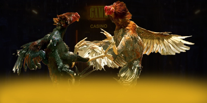 DAGA88 - Kết luận & gợi ý trải nghiệm theo đánh giá từ người dùng.