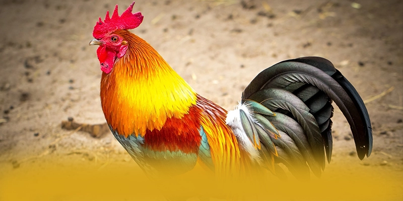 GEM88 – Cổng cá cược uy tín, được giới cược thủ đánh giá cao. GEM88 – Cổng cá cược uy tín, được giới cược thủ đánh giá cao.