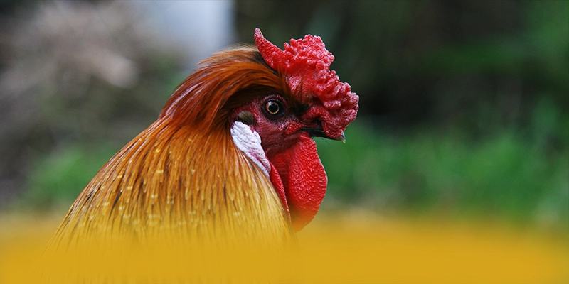 DAGA88 - Cổng game bài hiện đại đang làm mưa làm gió DAGA88 - Cổng game bài hiện đại đang làm mưa làm gió