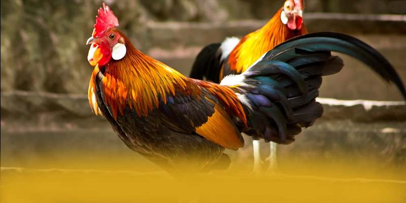 Khám phá hành trình của W88 - Cổng trò chơi an toàn tuyệt đối hiện nay
Khám phá hành trình của W88 - Cổng trò chơi an toàn tuyệt đối hiện nay