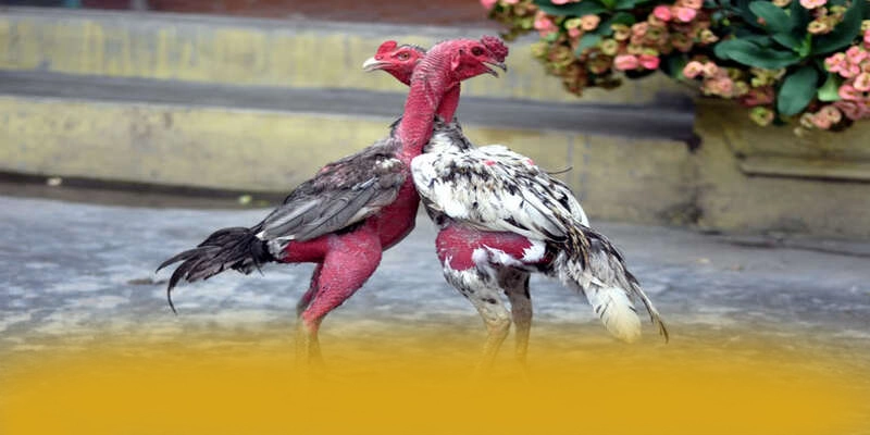 tỷ lệ kèo bóng đá - Ứng dụng giải trí với chương trình tri ân lớn được yêu thích hàng đầu – Cập nhật event và quà tặng tại tỷ lệ kèo bóng đá tỷ lệ kèo bóng đá - Ứng dụng giải trí với chương trình tri ân lớn được yêu thích hàng đầu – Cập nhật event và quà tặng tại tỷ lệ kèo bóng đá