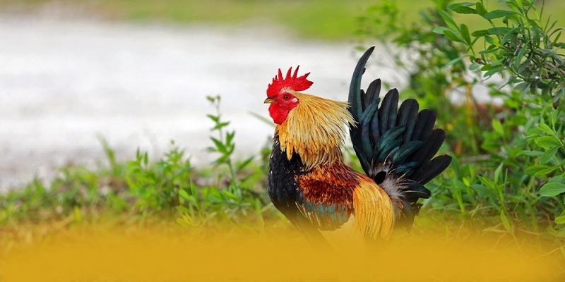 AU88 – Sảnh game được nhiều người chơi lựa chọn, được cộng đồng game thủ tin tưởng. AU88 – Sảnh game được nhiều người chơi lựa chọn, được cộng đồng game thủ tin tưởng.