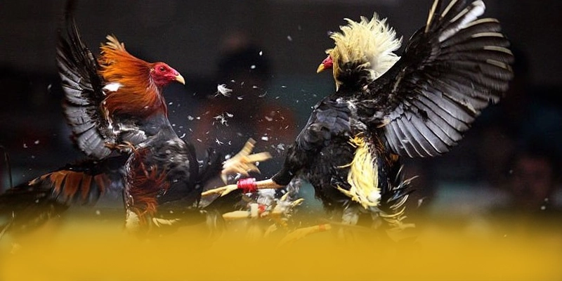 B52 - Cổng giải trí được yêu thích được quan tâm hàng đầu B52 - Cổng giải trí được yêu thích được quan tâm hàng đầu